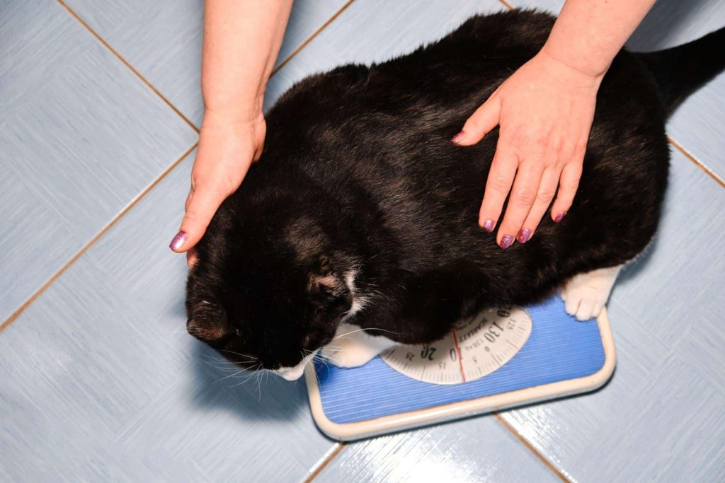 chat-poids chat noir sur une balance tenu par des mains