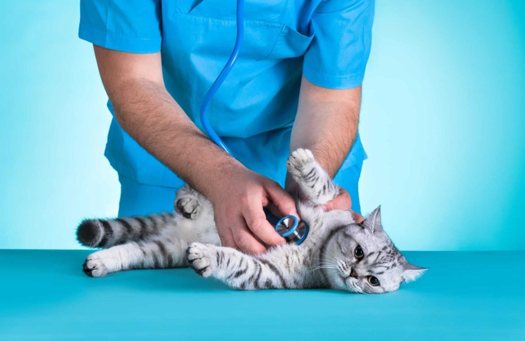 chat-prevention-sante chat tigré en train de se faire ausculter par un vétérinaire p